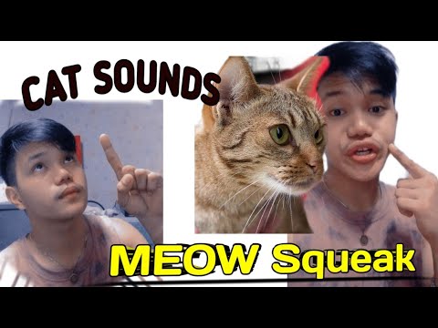 Dlow,Remix How to Beatbox - Meow Squeak Cat Sounds Tutorial