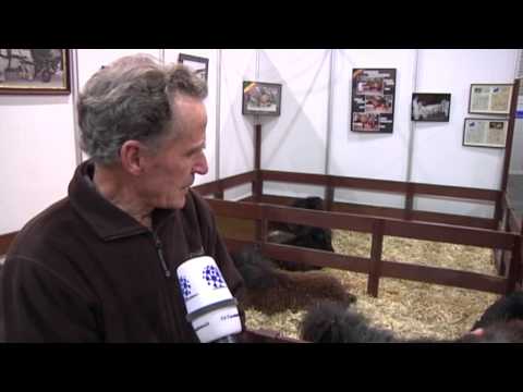 Miniponys - Wie klein geht eigentlich?