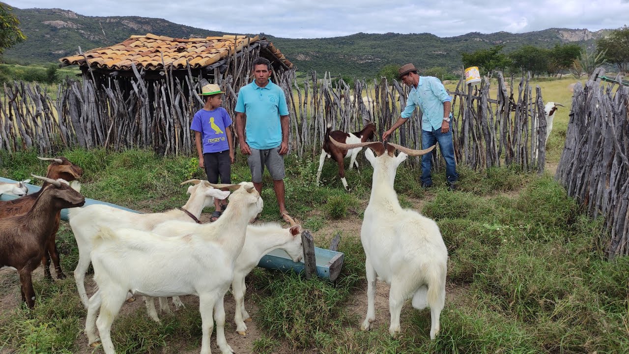VEJA AS VARIEDADES DE RAÇA DE BODES E CABRAS, O MELHOR PRA REGIÃO DO SERTÃO NORDESTINO BRASILEIRO.