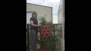 Organic gardening in the Texas heat