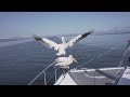 Transatlantic Sailing Dodging Ships In The Fog Boarded By Pelicans And Seals In Namibia