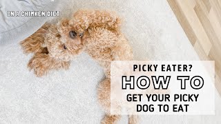 Stubborn Puppy Won’t Eat! // How To Get A Picky Dog to Eat // Goldendoodle