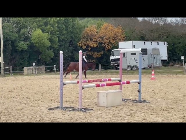 Hongre 12 ans origines KWPN