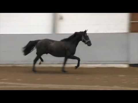 Hof Brüning - Diarado - Baloubet du Rouet, geb. 2018, Hengst