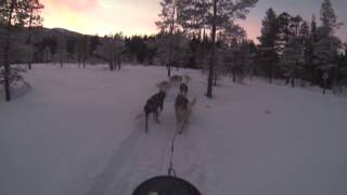 preview picture of video 'EvokedSets hundekjøring i Beitostølen'