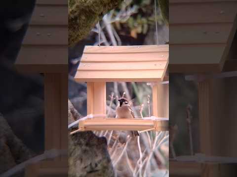 なぜ鶏や野鳥の餌箱に砂を入れるのでしょうか？  庭園