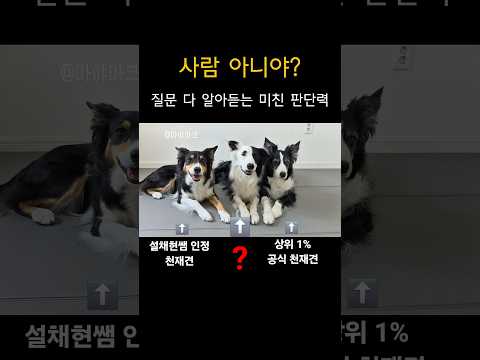 보더콜리와 대화해 본 적 있나요? 🐶🐾
