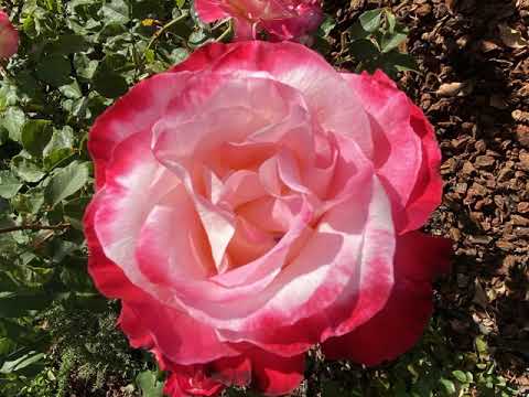 I Have Longed for Thy Saving Health, O Lord (William Byrd) by St. Jude's Choir, Cupertino