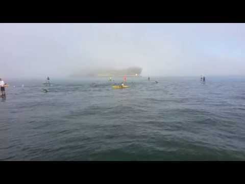 Swimming from Alcatraz to the Acuatic Park Nov 9 2014