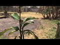 Basil Leaf Propagation