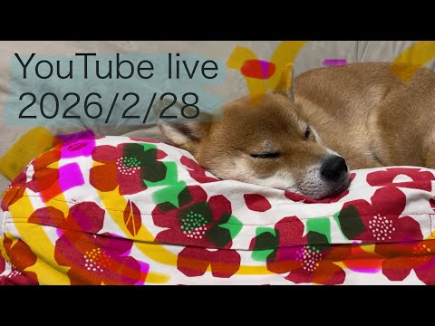 ワサビ鍋が美味しかったー柴犬小夏のKonachannel がライブ配信中！