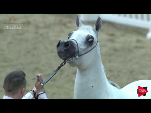 N.130 EHSAN AL SHAHANIA - 2019 Qatar Nat. Peninsula show - Mares 4-6 Years Old (Class 7) .mp4