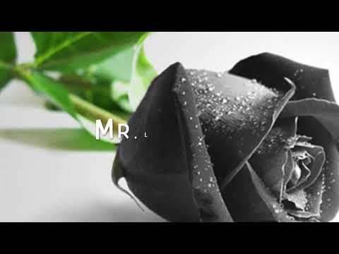 Black rose freestyle