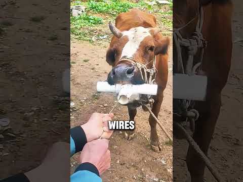 Why Farmers Pull Iron Nails from Cows’ Stomachs