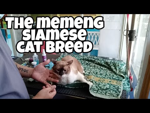 DESHEDDING UNDERCOAT REMOVAL | Siamese Cat Breed Grooming