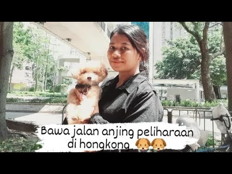Bawa jalan anjing peliharaan di hongkong || tata cara bawa anjing peliharaan di hongkong