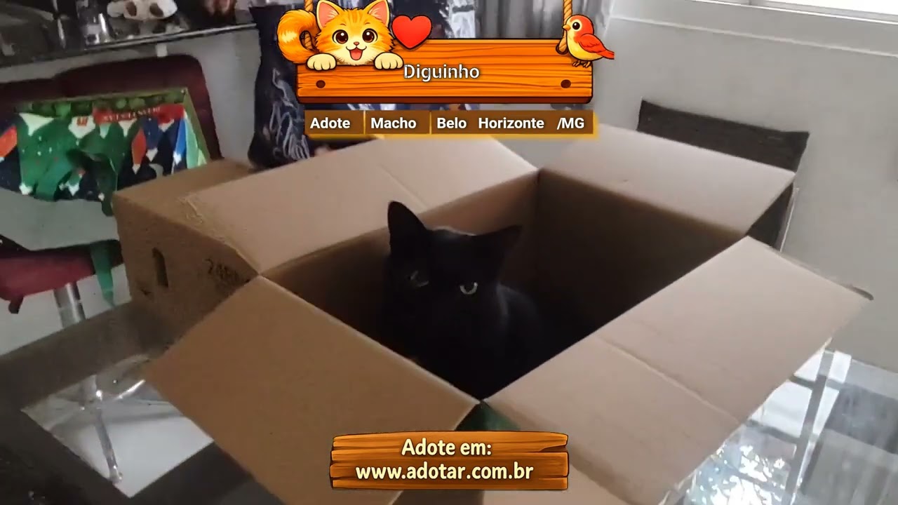 Gato raça SRD-ViraLata idade 5 anos nome Diguinho 