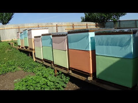 Рядного построение ульев на пасеки теории на практике