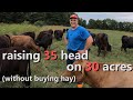 how we raise 35 Dexter cattle on 30 acres - without buying hay!