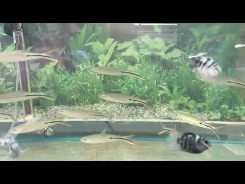 Redtail Hemiodus “Hemi” Tetra