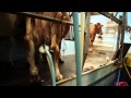 Laceys Family Farm - Guernsey Cows