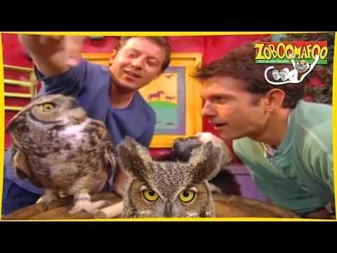 🐘 Zoboomafoo with the Kratt Brothers! HD | Full Episodes Compilation 2 🐘