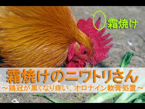, title : '霜焼けのニワトリさん～雄鶏の鶏冠の先が黒くなり痒い、オロナイン軟膏処置～'
