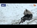 Giant panda plays in the snow at Toronto Zoo 