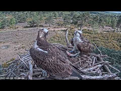 Male Osprey 022 touches down on Poole Harbour nest for the first time 18/05/21