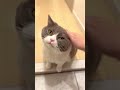 かわちいお顔です★ #お出迎え猫 #動物 #猫 #pets #animals #cats #funnypetvideos