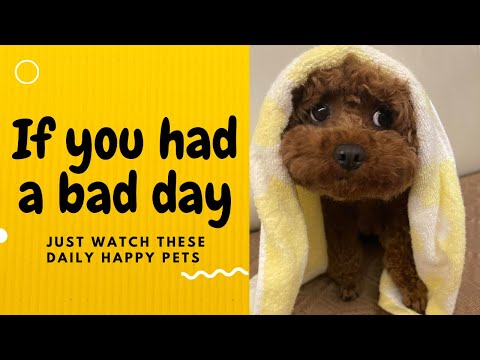 If you had a bad day, just watch these daily happy pets | Day 51