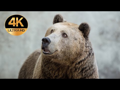 Animals of Europe. Voices and sounds 4K Ultra HD