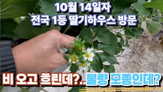 정식할 때만 하더라도 올해 농사 실패였는데 이건 완전 대 성공 딸기농장이네