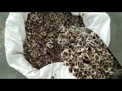 Moringa Seeds With Wing