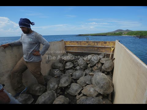 Giant tortoises reclaim Floreana Island in Galápagos after more than 150 years