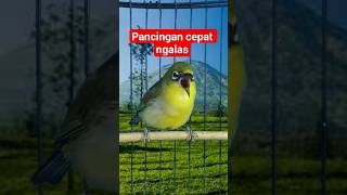 Download lagu pancingan pleci cepat ngalas #plecigacor mp3