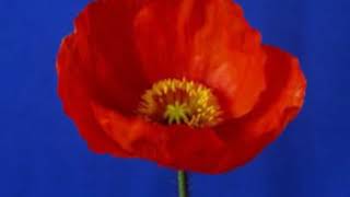 Ceylan &amp; Melodi   Severim Ama Güvenemem Ki