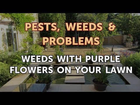download lagu mp3 mp4 Purple Flowers In Lawn, download lagu Purple Flowers In Lawn gratis, unduh video klip Purple Flowers In Lawn