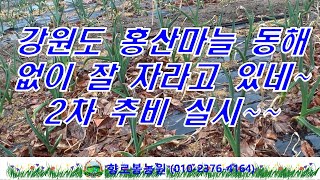 강원도에서 동해방지 비닐없이 홍산마늘 잘자라네요~