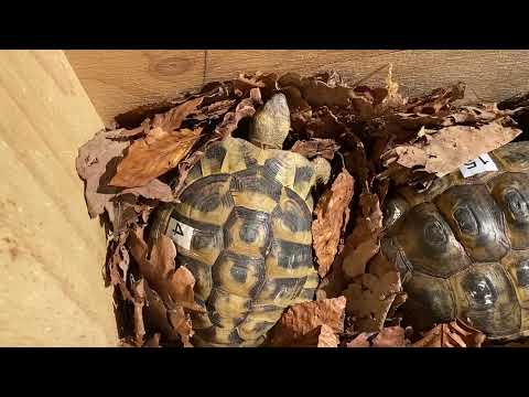 "Einfach Tierisch" Folge 43 - Auswintern der Griechischen Landschildkröten