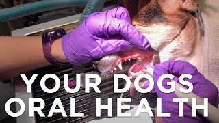 Your Dog's Mouth: How to Care for it & Keep it Healthy