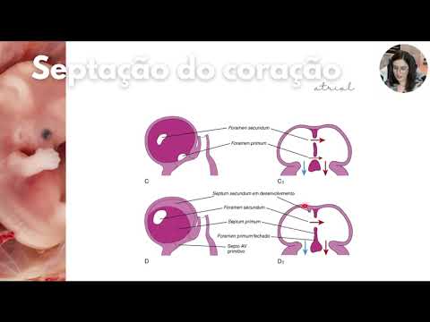 Desenvolvimento do coração - Septação atrial