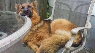 German Shepherd dogs can make us laugh all the time