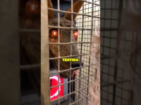 Koliko si zapravo hrabar🤔