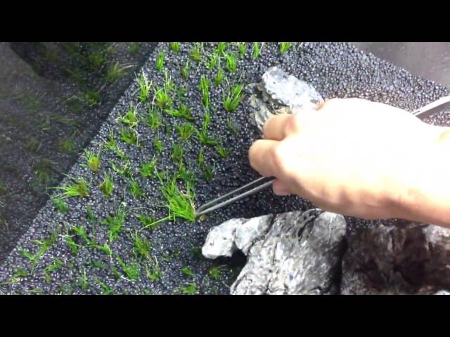 How to plant hairgrass in your Aquascape