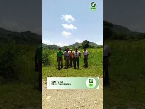 Cañicultores aseguran que Central Azucarero Sucre está "como barco sin timón"