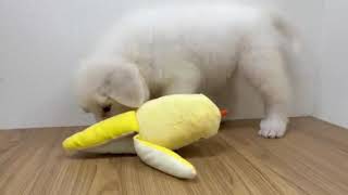 グレートピレニーズの動画01