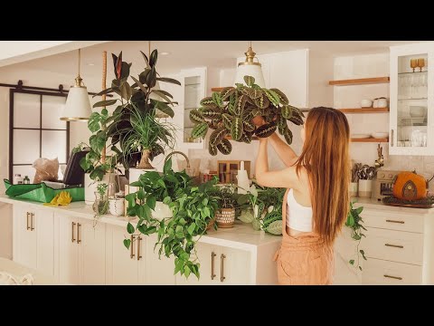 My Peaceful Houseplant Tour (30+ Plants) | Top 11 Container Gardening Tips!