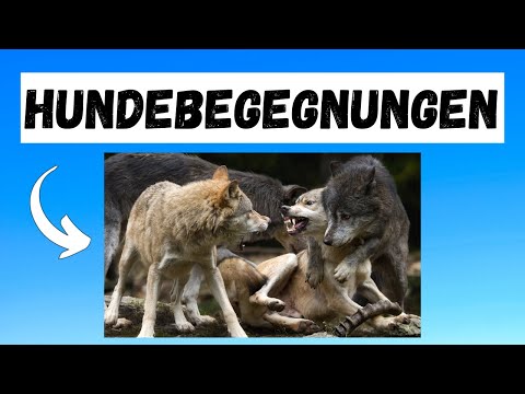 How to calmly master dog encounters - The ultimate tip