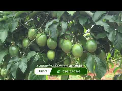 Colheita de maracujá impressiona após tratamento com Titanium Completo e Titanium FH